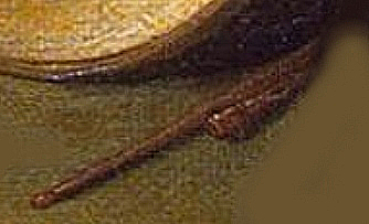 17th century