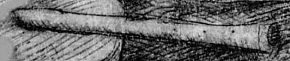 16th century pipe